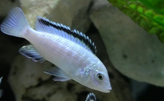 Haplochromis Phytophagus