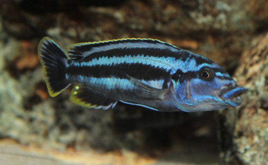 Melanochromis Kazkazini (mâle)