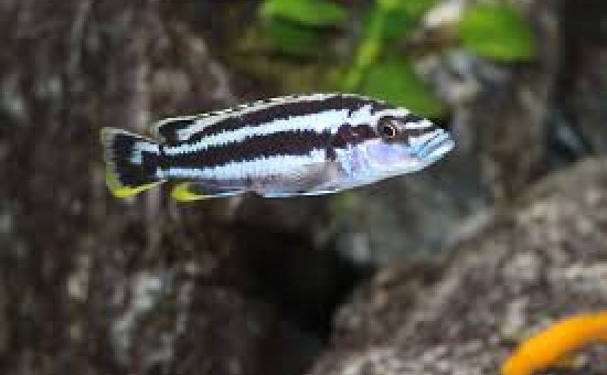 Melanochromis Kazkazini (femelle)