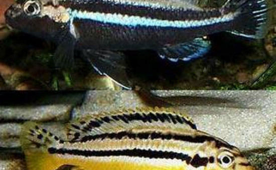 Melanochromis Auratus (mâle bleu)