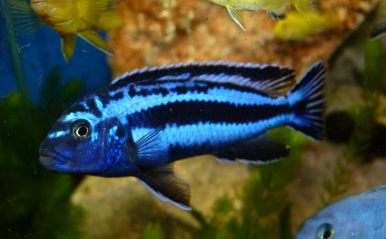 Melanochromis Cyaneorhabdos (ou Maingano)