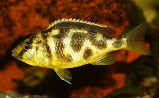 Nimbochromis Venustus