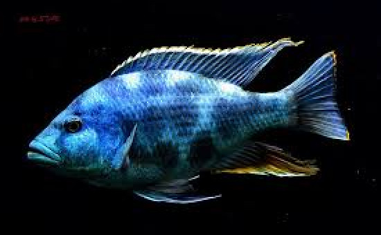 Nimbochromis Livingstonii (ou Dormeur)