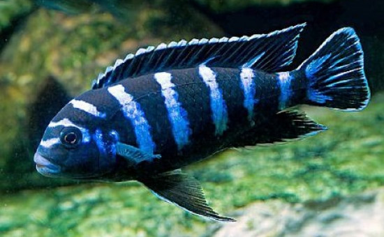 Protomelas Annectens (ou Suiveur bleu)