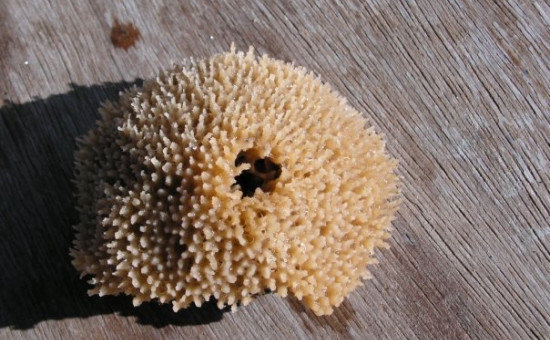 Malawispongia Echinoides