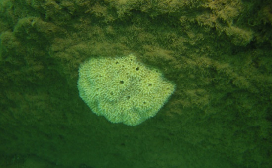 Malawispongia Echinoides