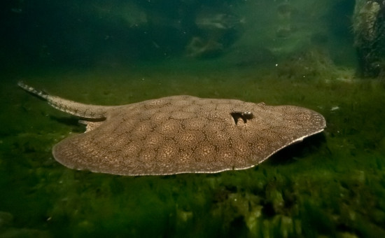 Raie Potamotrygon Falkneri (Raie vermiculée)