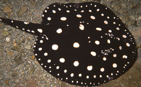 Potamotrygon Leopoldi (Raie de Xingu)