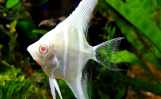 Pterophyllum Altum Albinos