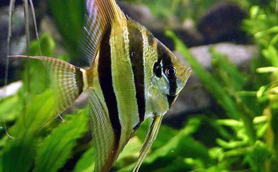 Pterophyllum Altum