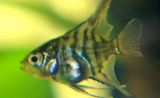 Pterophyllum Altum juvénile sauvage