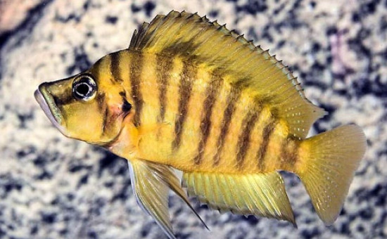 Altolamprologus Compressiceps