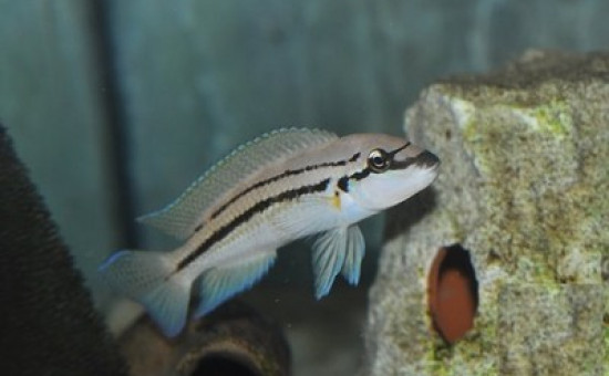 Chalinochromis sp Bifrenatus