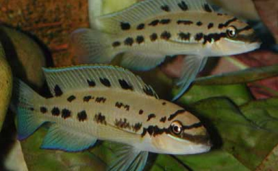 Chalinochromis sp Ndobhoi