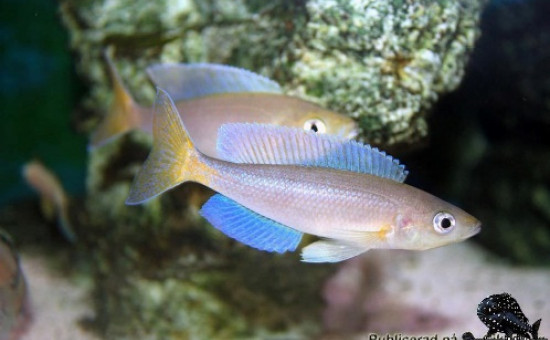 C. Coloratus Mbita