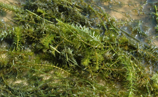 Hydrilla Verticillata