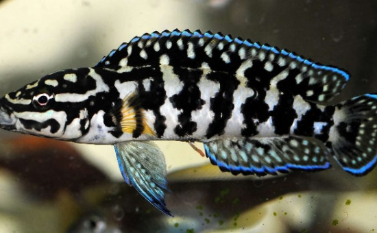 Julidochromis Marlieri Gombe (Julie à damier)