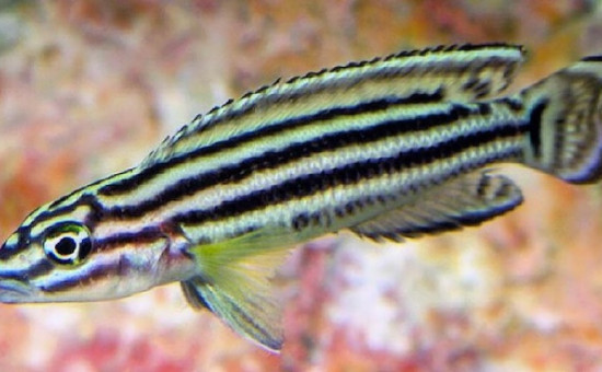 Julidochromis Regani