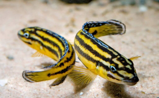 Julidochromis Marksmithi