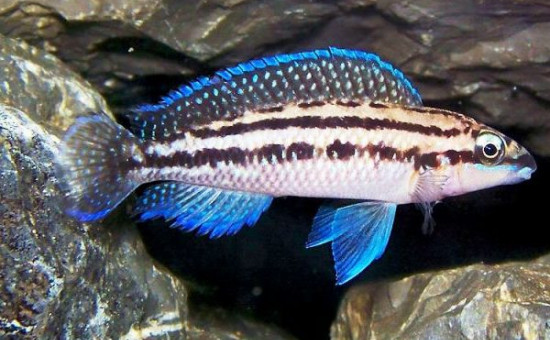 Julidochromis Dickfeldi