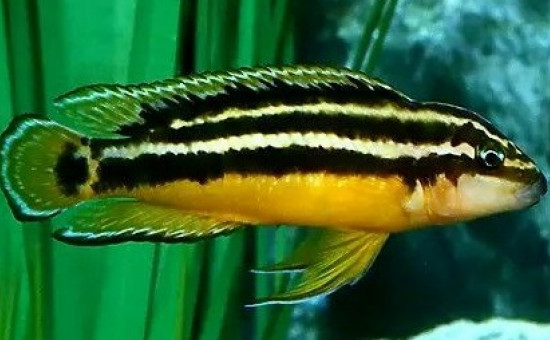 Julidochromis Ornatus (Julie dorée)