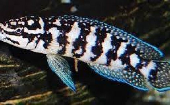 Julidochromis Transcriptus Gombe (Julido masqué)