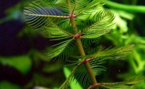 Myriophyllum Spicatum