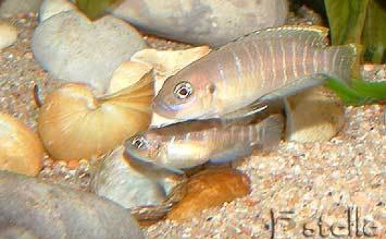 Neolamprologus Brevis