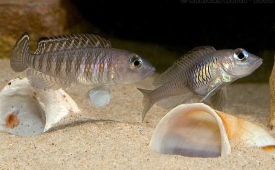 Neolamprologus Signatus