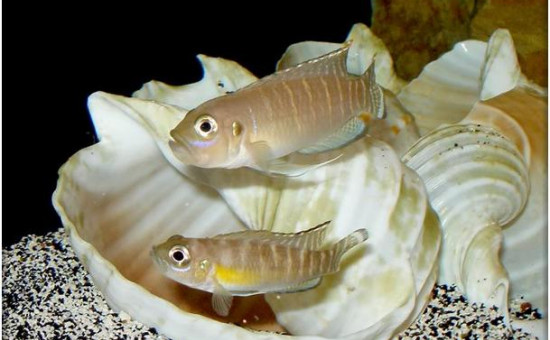 Neolamprologus Similis