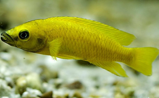 Neolamprologus Leleupi