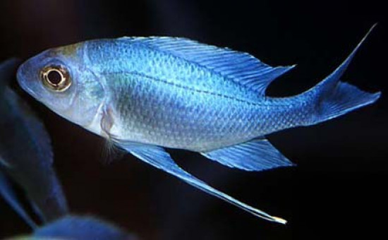 Ophtalmotilapia Ventralis