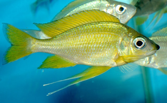 Ophtalmotilapia Nasuta Kipili