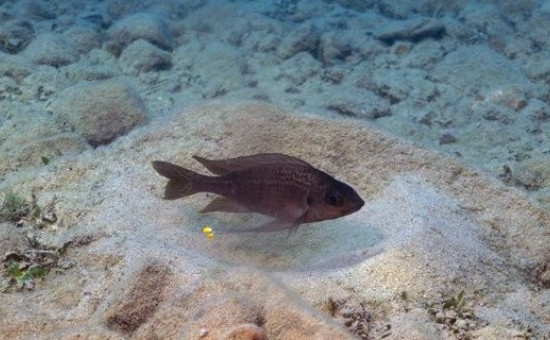 Ophtalmotilapia Nasuta Cape Kabogo sur son cratère