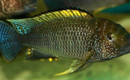 Petrochromis Famula Silver Tembwe