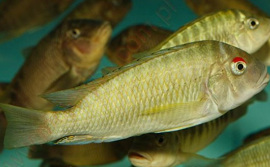 Petrochromis Fasciolatus Red Eyes