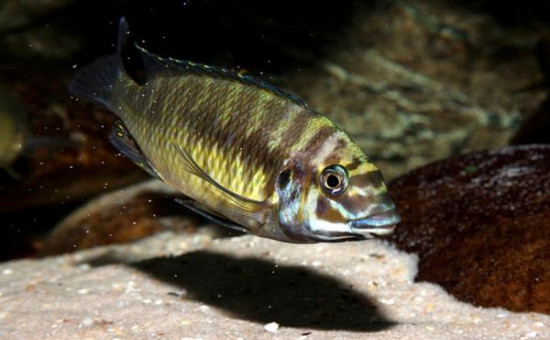 Petrochromis Orthognatus Ikola