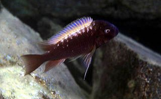 Petrochromis Ephippium Halembe