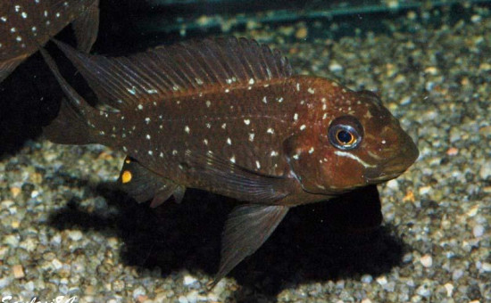 Petrochromis Trewavasae