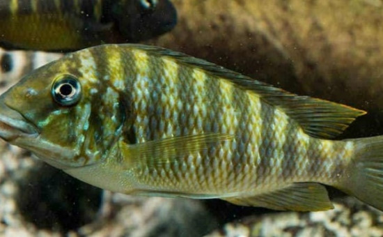 Petrochromis Macrognathus Kachese