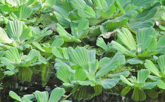 Pistia Stratiotes