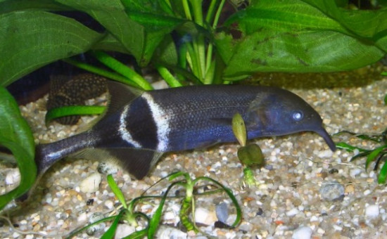 Gnathonemus Longibarbis (Poisson-éléphant)