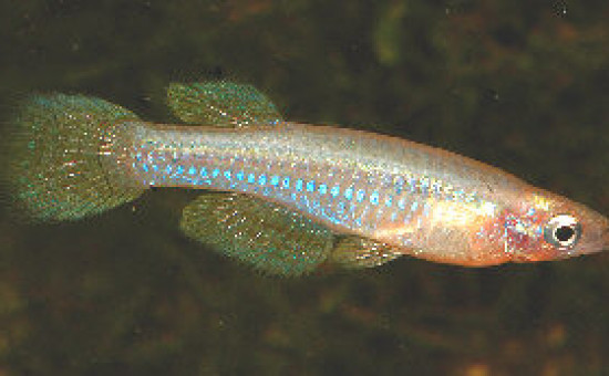 Lacustricola Johnstoni