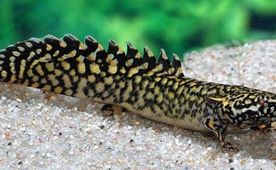 Polypterus Ornatipinnis