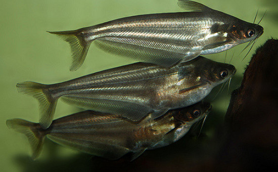 Schilbe Intermedius