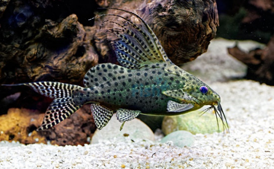 Synodontis Eupterus