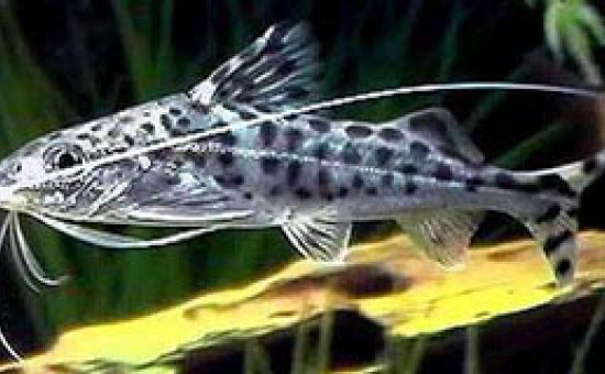 Synodontis Multipunctata