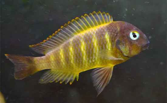 Tropheus Brichardi Bulombora