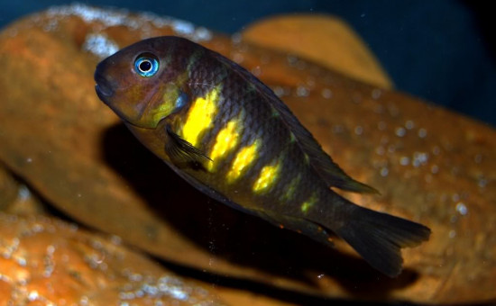 Tropheus Brichardi Ulwile Island