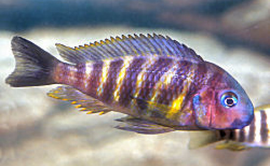 Tropheus Brichardi Kipili